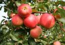 When and what varieties of apple trees are best to plant in the spring near Moscow'ї Яку яблуню краще посадити насамперед