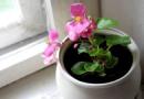 Prezentare generală și propagare Begonia bulba, fotografii, vederi, plantare, supraviețuire, înmulțire, iarnă, trezirea bulbilor de begonie în primăvară