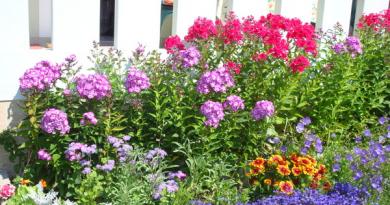 Флокси: секрети успішного вирощування в саду