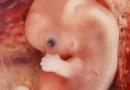 Koliki je ženi vídchuvaê píd vagítnosti sat, razvoj fetusa po danu