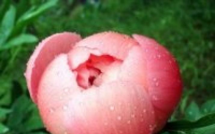 Pivonia drvoslična Pivonija jedan cvijet