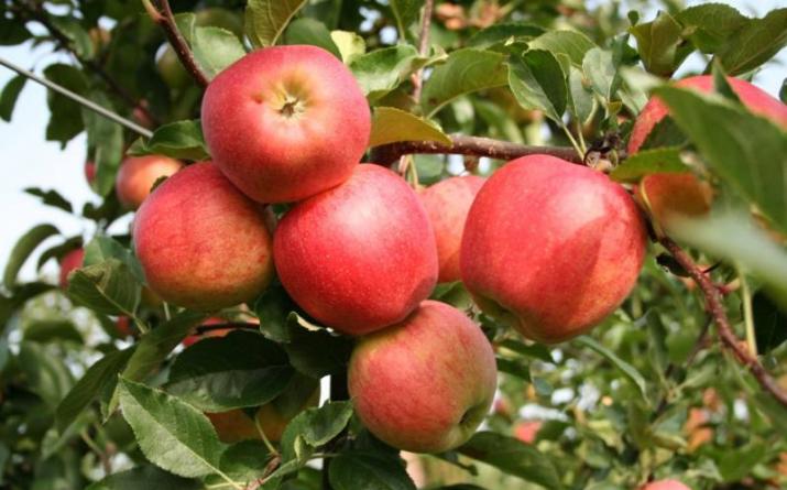 Kada i koje vrste stabala jabuka je najbolje posaditi u proljeće u blizini Moskve'ї Яку яблуню краще посадити насамперед