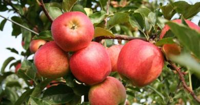 मॉस्को के पास वसंत ऋतु में कब और किस प्रकार के सेब के पेड़ लगाना सबसे अच्छा है'ї Яку яблуню краще посадити насамперед