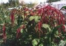 Amaranth or amaranth is thrown - lax power and stagnation