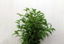 Cum se înmulțește Ficus benjamina strocatii