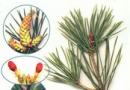 Italian pine Pinya (lat.