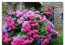 Hydrangea: growing, planting, looking after, pruning, propagating - secrets and accents