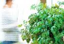 Lianas for the garden: a beautiful decoration for any garden or garden plot (20 photos) Invisible lianas for the garden