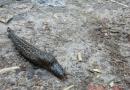 Naked slug - isang pabaya na kalokohan
